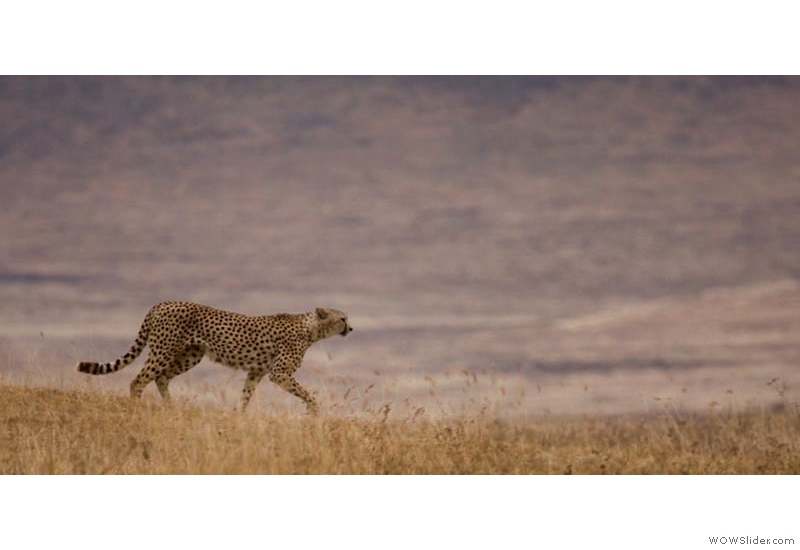 Ngorogoro Crater, Tanzania: