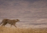Ngorogoro Crater, Tanzania: